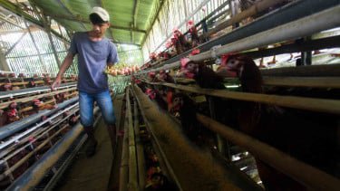 Peternak mengumpulkan telur ayam untuk dijual ke pedagang di peternakan ayam petelur di kawasan Cibinong, Bogor, Jawa Barat, Sabtu, 9 Maret 2019.
