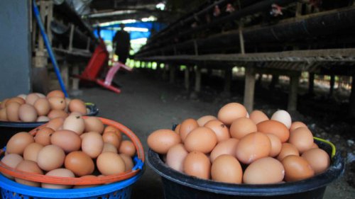 Tembus Rp 31.000 per Kg, Harga Telur Ayam Ras Naik di 175 Kabupaten/Kota