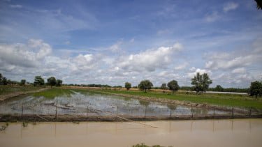 Periode Tanam Bisa 3 Kali Setahun Usai Cetak Sawah Rakyat Lahan Tidur di Kalteng