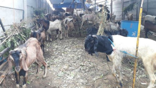 Bukan Daging, Ratusan Driver Ojol Dapat Kambing Utuh saat Idul Adha