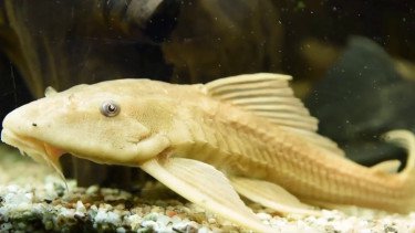 Negara-negara yang Makan Ikan Sapu-Sapu, Dari Dibakar Sampai Diolah Jadi Sup