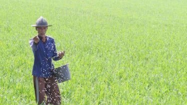 Kenali Pupuk Hayati: Jenis, Manfaat dan Perannya bagi Ketahanan Pangan Nasional
