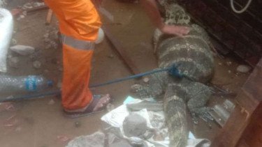 Sempat Bikin Warga Merinding, Ternyata yang Dipanggul Pria di Tambora Bukan Mayat tapi Biawak!