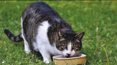 Pasar Pet Care di RI Diproyeksi Tembus Rp30 Triliun, Pemain Lokal Mulai Agresif