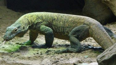 Komodo.