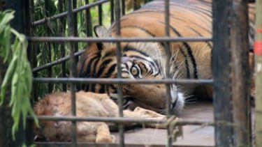 Heboh Harimau di Ragunan Kurus Buntut Pakan Dibawa Pulang Petugas, Gubernur Pramono Ungkap Faktanya
