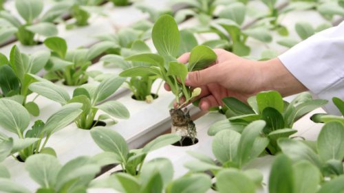 Top 10+ Green Jobs Ini Gajinya Fantastis, Bisa Tembus Tiga Digit per Bulan!