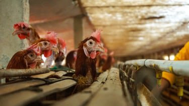 Telur dan Unggas RI Dilarang Masuk ke Arab Saudi, Kemendag Pastikan Bukan karena Isu Halal
