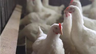Flu Burung H5N1, Benarkah Berpotensi Jadi Pandemi Global Seperti COVID-19?