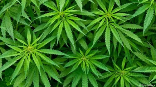 Ganja Ternyata Bisa Bunuh Jamur Mematikan yang Sulit Diobati