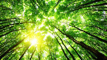 Mengenal Gaya Hidup Low Carbon, Cara Simpel Ikut Jaga Bumi