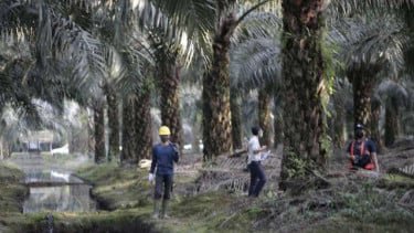 Penyerahan 800 Ribu Hektare Lahan Sawit Sitaan Negara ke Agrinas Palma Tuai Sorotan
