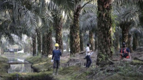 Inovasi Bibit Unggul Bakrie Sumatera Plantations Bisa Hasilkan 10 Ton CPO per Hektare