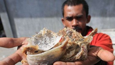 Dorong Peningkatan Ekspor Sarang Burung Walet, Ciptanutrisi Operasikan Pabrik Pengolahan Baru