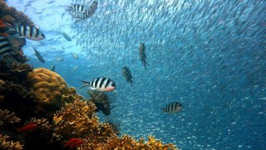 Dari Mie Rumput Laut sampai Kolagen Ikan, Inovasi Gila KKP Siap Ubah Gaya Hidupmu