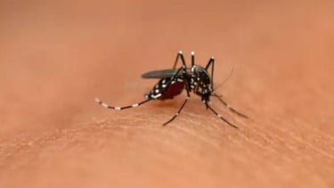 Hari Malaria Sedunia: Kupas Tuntas Gejala Hingga Cara Pencegahannya!