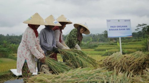 Pemerintah Serap Gabah Petani 2,4 Juta Ton, Alien Mus Pede Petani Makin Semangat Genjot Produksi