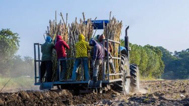 Asosiasi Petani Tebu Rakyat Sebut Kerugian Sugar Co Akibat Manajemen Tidak Kreatif