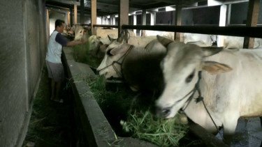 Brigadir MT Ditetapkan Tersangka dalam Kasus Jual Beli Sapi Bersama Anggota DPRD Takalar