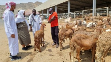 Daging Dam Jemaah Haji Indonesia Akan Didistribusikan untuk Warga Palestina