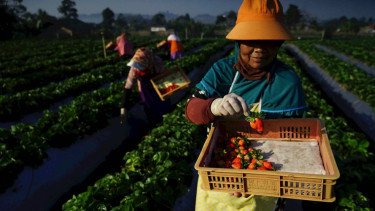 BRI Kucurkan KUR Rp178 Triliun di 2025, Perkuat UMKM dan Ketahanan Pangan Nasional