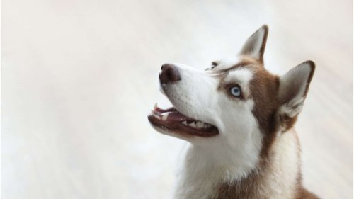 Iran Larang Warganya Bawa Anjing ke Luar untuk Jalan-jalan