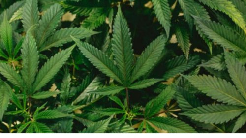 Ganja Sangat Berbahaya untuk Jantung
