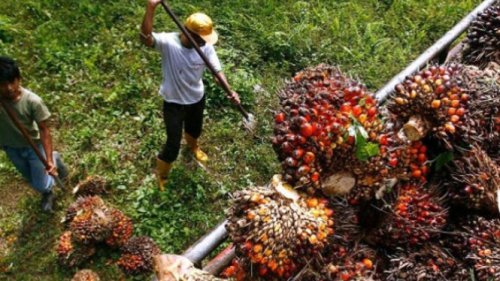 Bakrie Sumatera Plantations Cetak Laba Bersih Rp 139 Miliar di 2024