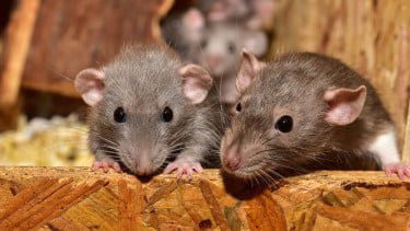 Top 10+ Kebiasaan Jorok yang Mengundang Tikus ke Rumah, Waspada Risiko Hantavirus!