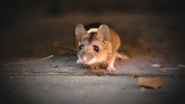 Asal Usul Hantavirus, Penyakit dari Tikus Ini Sudah Menyebar Sejak Puluhan Tahun Lalu