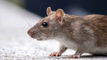 Jangan Lengah Hantavirus, Dokter Ungkap Gejala Awal yang Sering Diabaikan!