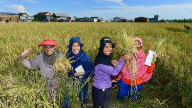 Produksi Beras Nasional Diproyeksi Tembus 34,77 Juta Ton di 2025, Simak Faktornya