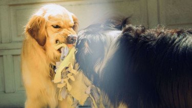 Ilustrasi anjing rabies.