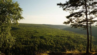 Top 10+ Negara dengan Hutan Penyerap Karbon Terbesar di Dunia 2025