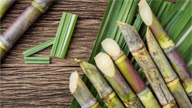 3 Bahan Baku Ini Kunci Keberhasilan Bioetanol