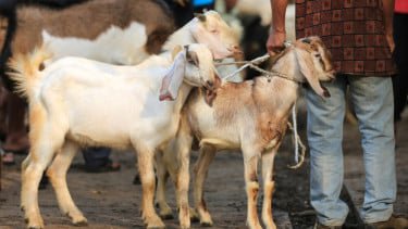 4 Hikmah Berkurban di Idul Adha, Bukan Sekadar Berbagi Daging