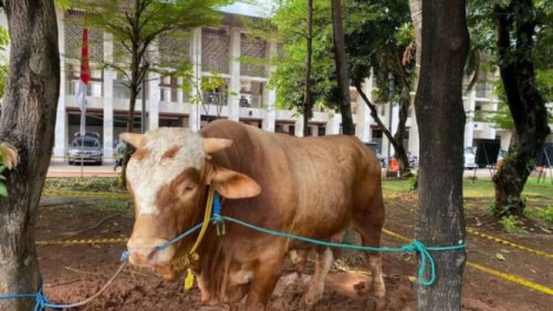 Sapi Kurban Prabowo-Gibran Disembelih untuk 2 Ribu Anak Yatim