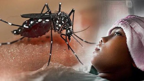 Top 73+ Persen Kasus Dengue Terjadi pada Kelompok Usia 5-44 Tahun, Angka Kematiannya...
