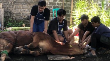 Umat Muslim Wajib Tahu, Ini Kriteria Hewan Kurban yang Dianjurkan Islam