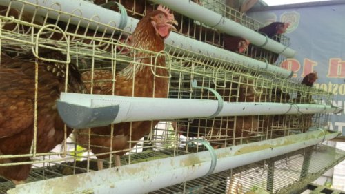 Daftar Harga Pangan 11 Juni 2025: Bawang hingga Telur Ayam Naik