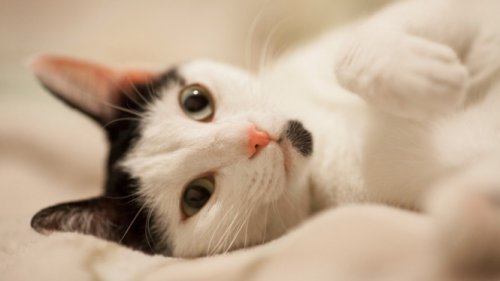 Kucing bisa Bedakan Bau Kamu dan Orang Asing, Ilmuwan Ungkap Faktanya