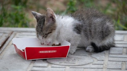 Manusia dan Kucing Ngobrol Bukan Khayalan Lagi