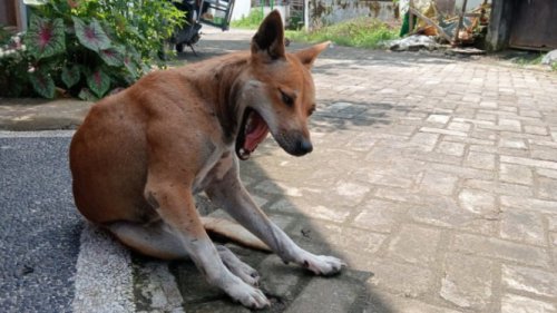Viral Seekor Anjing di Sragen Dikuliti Hidup-hidup Bak Hewan Kurban, Polisi Turun Tangan