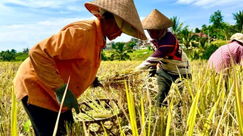 2 Subsektor Pertanian Anjlok, Nilai Tukar Petani Cuma Tumbuh 0,07 Persen di Mei 2025