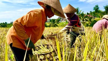 Melonjak 27,41 Persen, BPS: Produksi Padi di Februari 2026 Tembus 5,05 Juta Ton