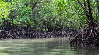 BNI Rehabilitasi 50 Hektare Mangrove di Banyuwangi, Berikan Dampak Ekonomi ke 5.000 Warga Pesisir