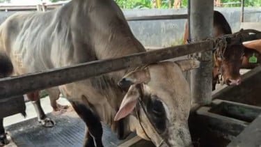 Waketum MUI: Sapi Bantuan Kurban Presiden Pakai APBN Sah Secara Syariat dan Konstitusional