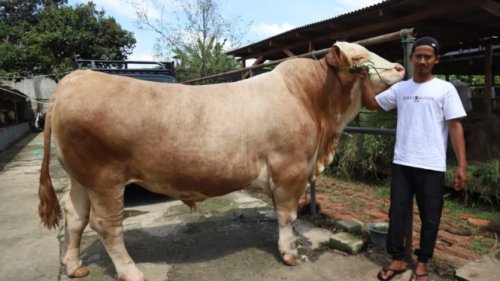 Prabowo Distributes Nearly 1,000 Qurban Cows Across Indonesia