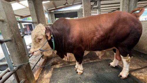 Prabowo Beli 985 Sapi Kurban Tahun Ini, APPSI Pastikan Harganya Bikin Cuan Peternak