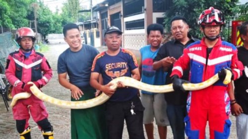 Heboh! Ular Piton Albino 4 Meter Sembunyi di Mesin Mobil Warga Makassar, Damkar Turun Tangan!